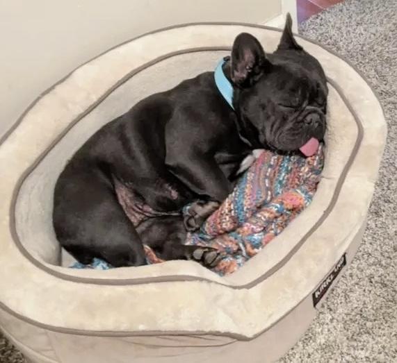 Sheeba, an adopted French Bulldog in Santa Maria, CA image 2/3