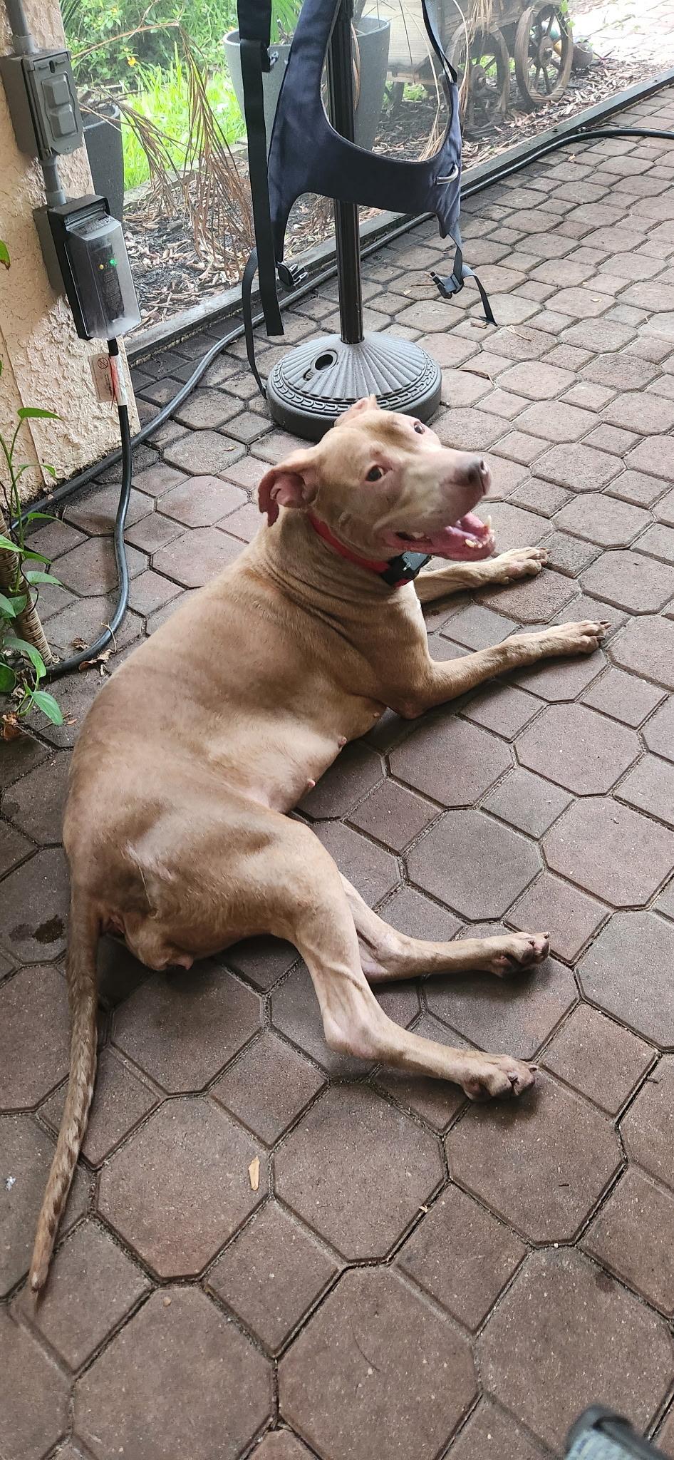 Enlarge MiMi and Duchess (sweet, house-trained, bonded pair), a ADOPTABLE mixed breed in Ft. Meyers, FL image 5/6