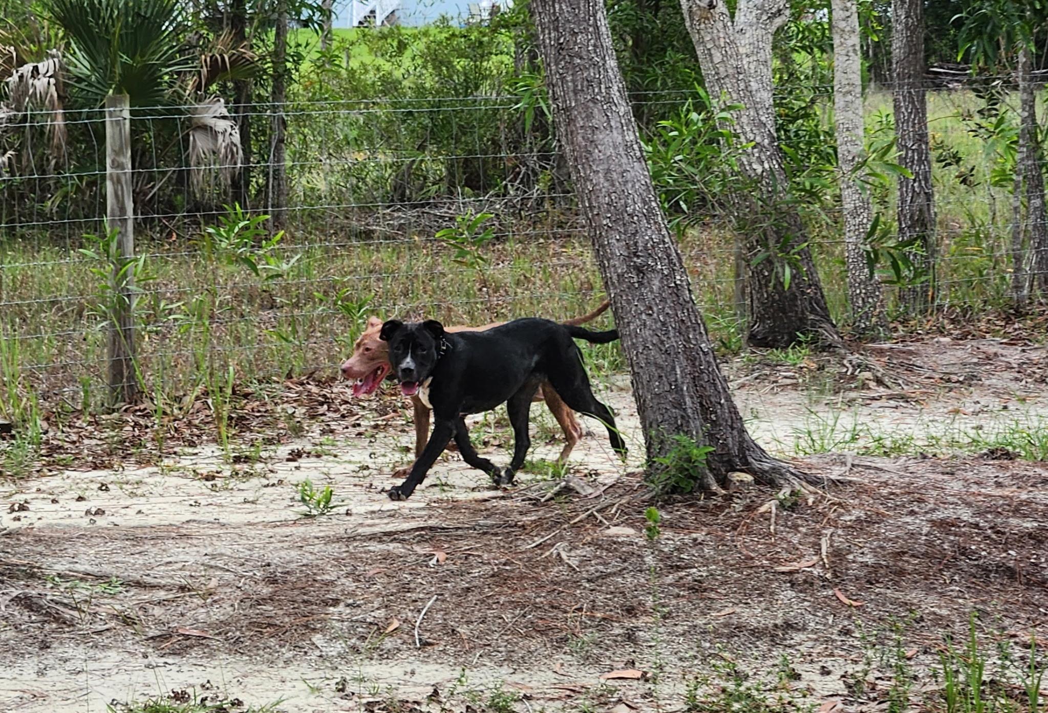 Enlarge MiMi and Duchess (sweet, house-trained pair), a ADOPTABLE mixed breed in Ft. Meyers, FL image 6/6