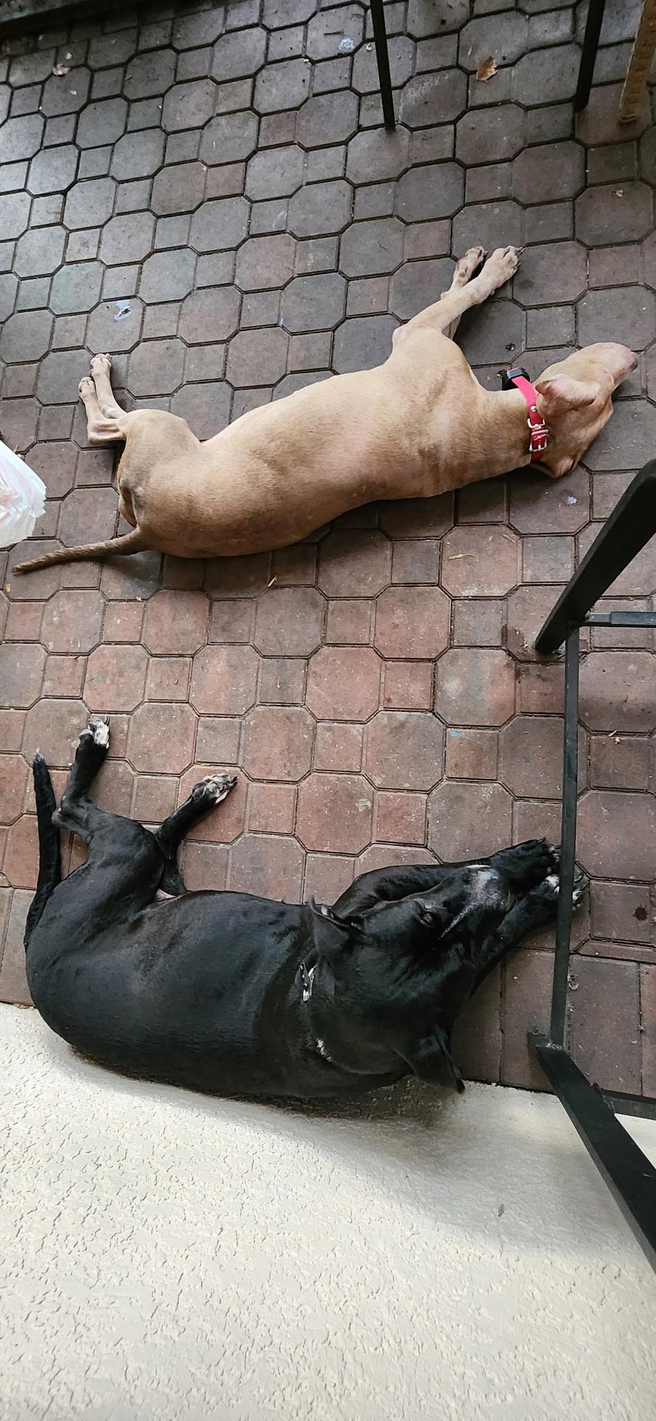 Enlarge MiMi and Duchess (sweet, house-trained, bonded pair), a ADOPTABLE mixed breed in Ft. Meyers, FL image 3/6