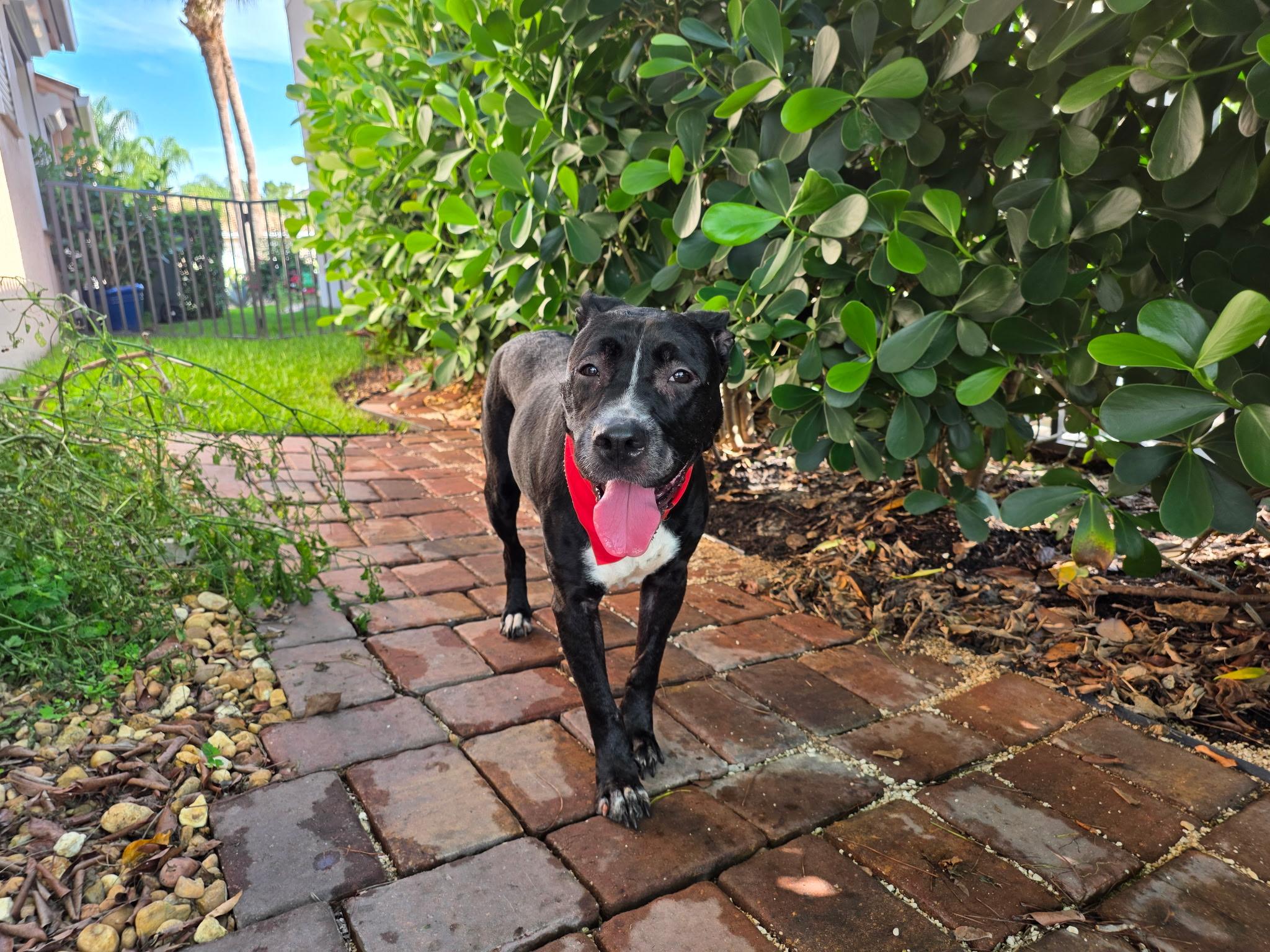 Enlarge MiMi and Duchess (sweet, house-trained, bonded pair), a ADOPTABLE mixed breed in Ft. Meyers, FL image 2/6