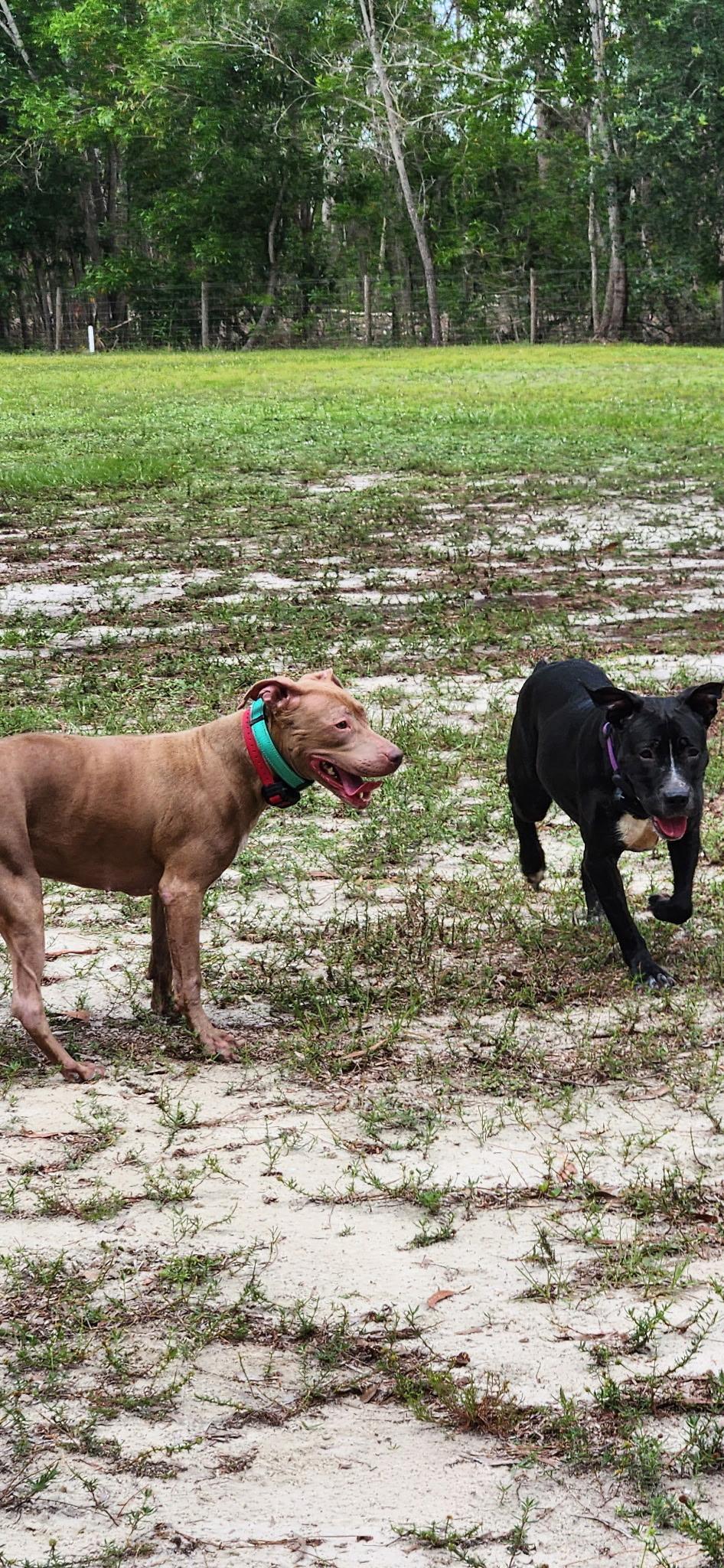 Enlarge MiMi and Duchess (sweet, house-trained, bonded pair), a ADOPTABLE mixed breed in Ft. Meyers, FL image 4/6