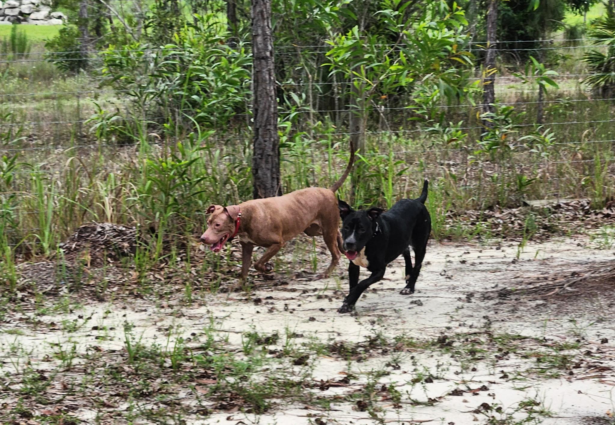 Enlarge MiMi and Duchess (sweet, house-trained pair), a ADOPTABLE mixed breed in Ft. Meyers, FL image 1/6