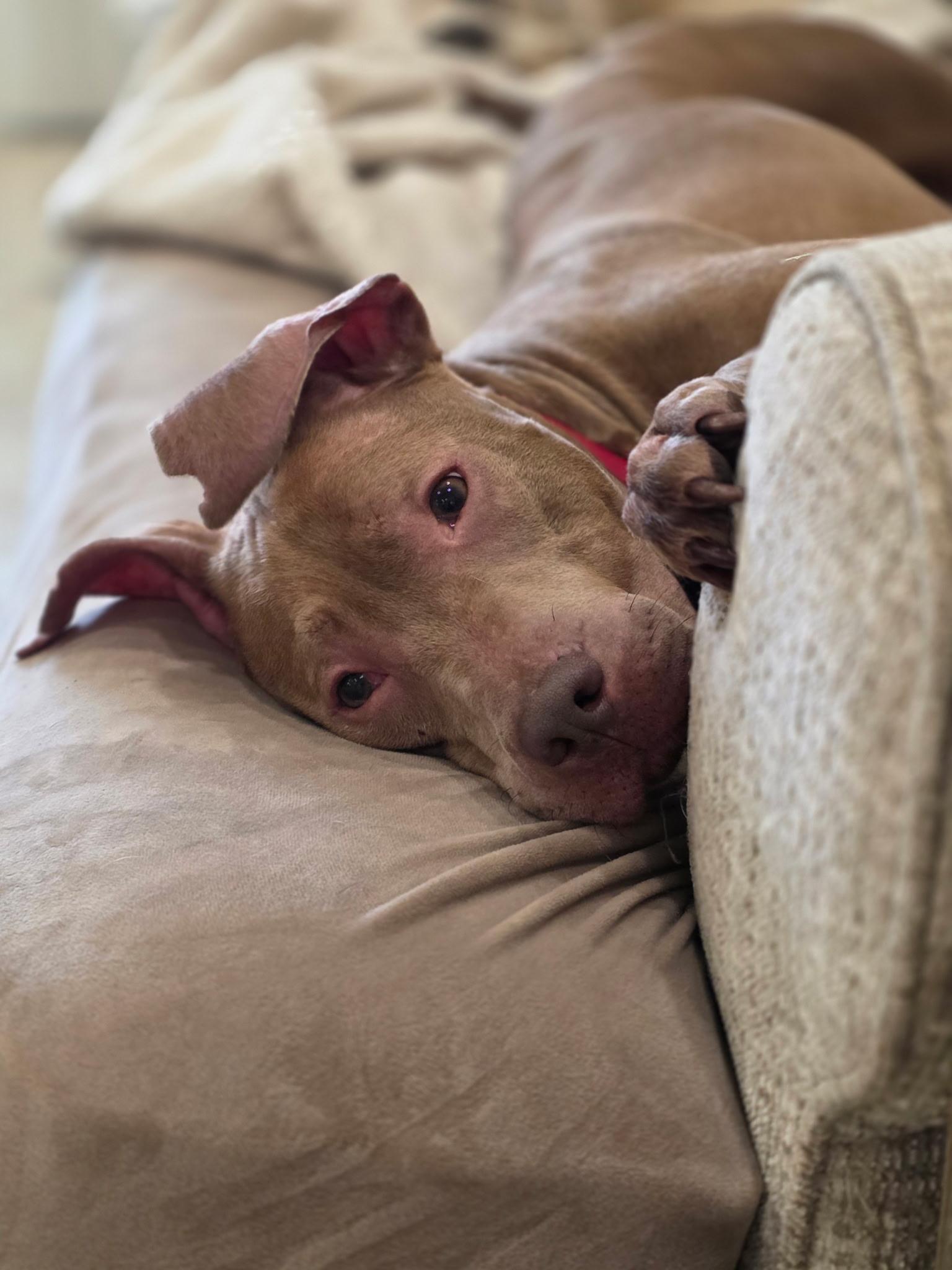 MiMi and Duchess (sweet, house-trained, bonded pair), ADOPTABLE, Young Female American Staffordshire Terrier & Labrador Retriever.