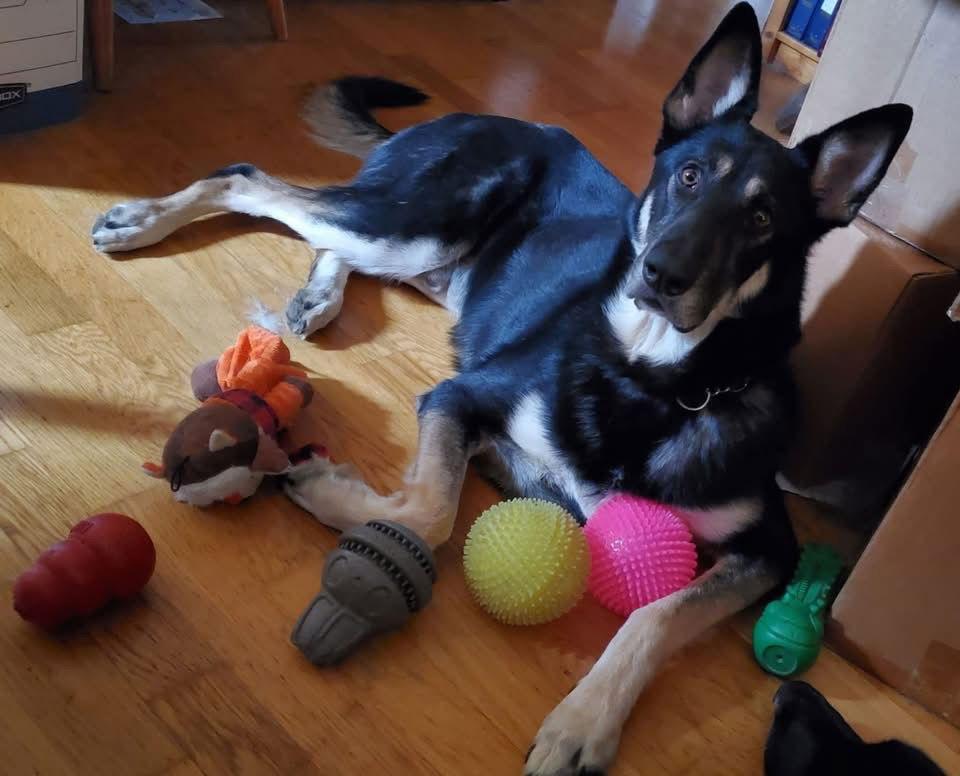 Enlarge Tyr - Foster To Adopt Available!, a Adoptable Shepherd in Hillside, IL image 1/3