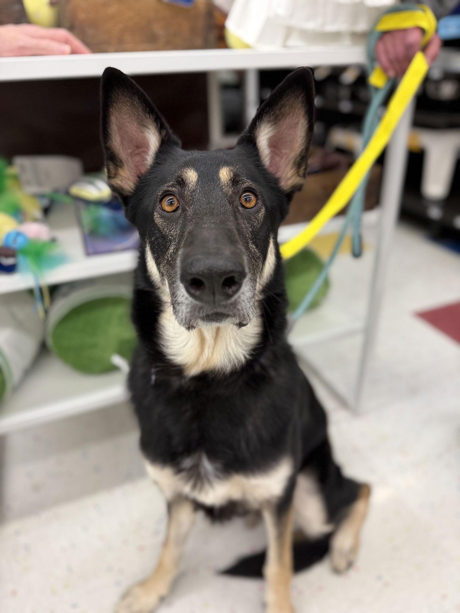 Enlarge Tyr - Foster To Adopt Available!, a Adoptable Shepherd in Hillside, IL image 2/3