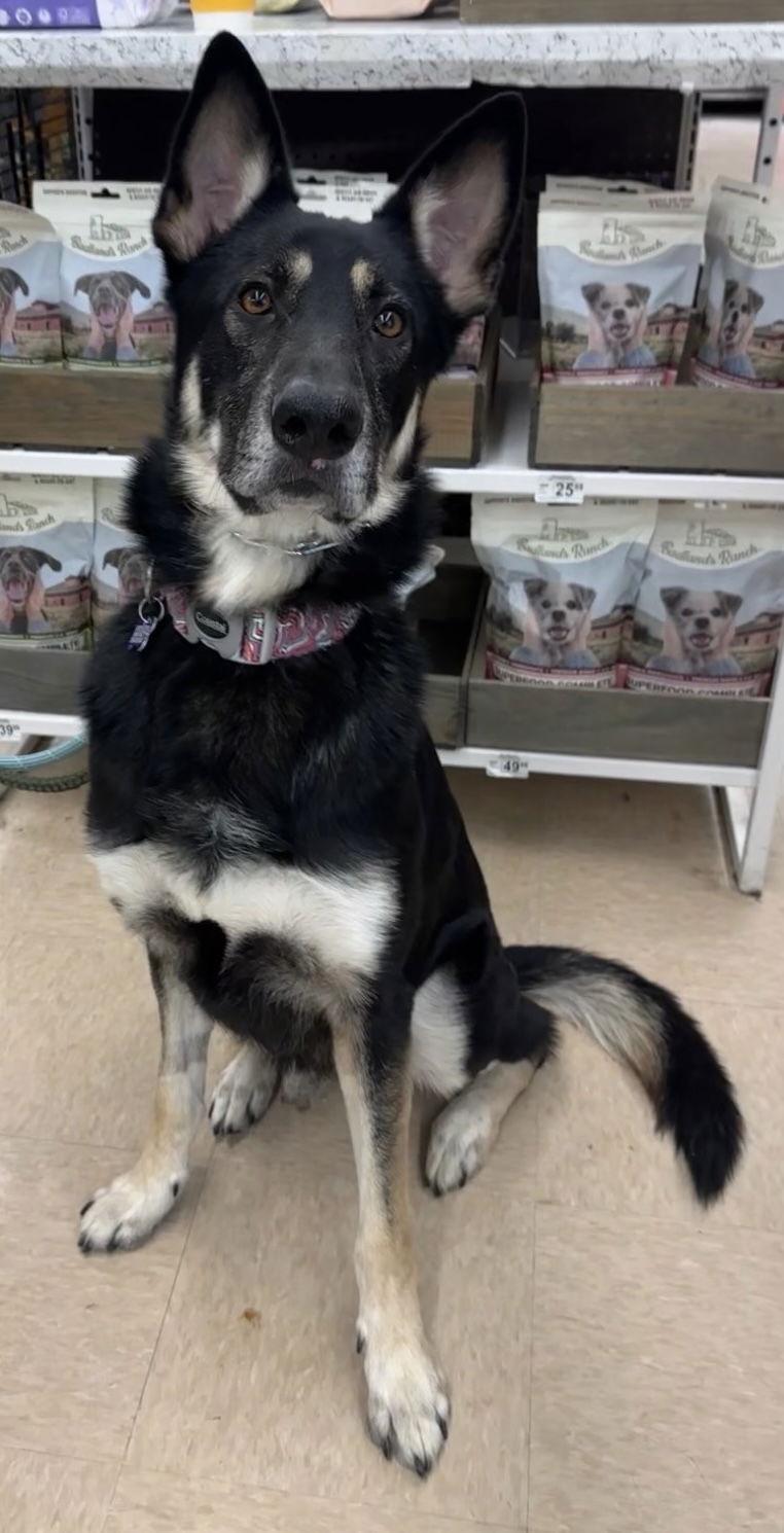 Tyr - Foster To Adopt Available!, Adoptable, Adult Male Shepherd.