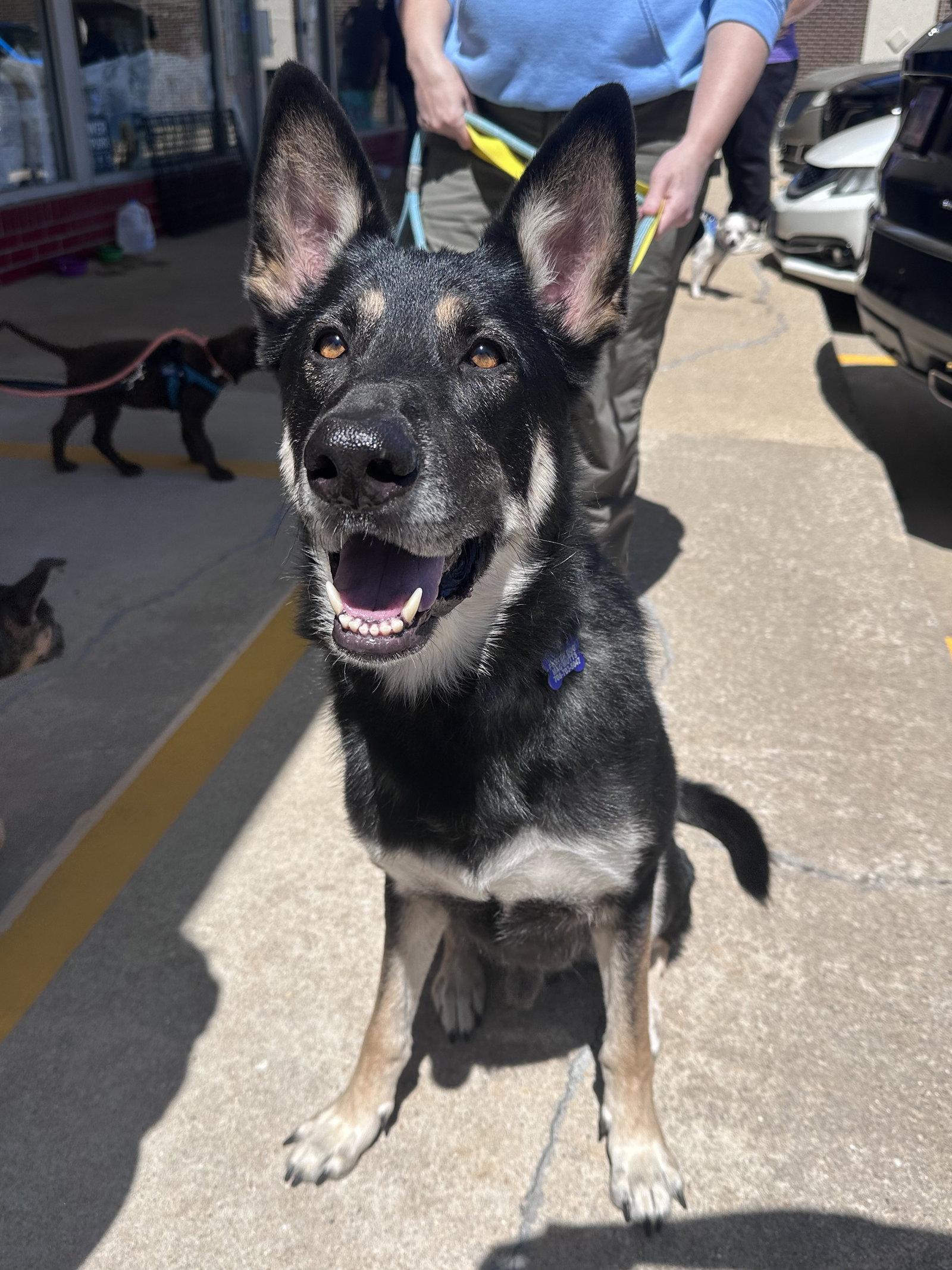 Tyr, a Adoptable Shepherd in Hillside, IL image 2/3