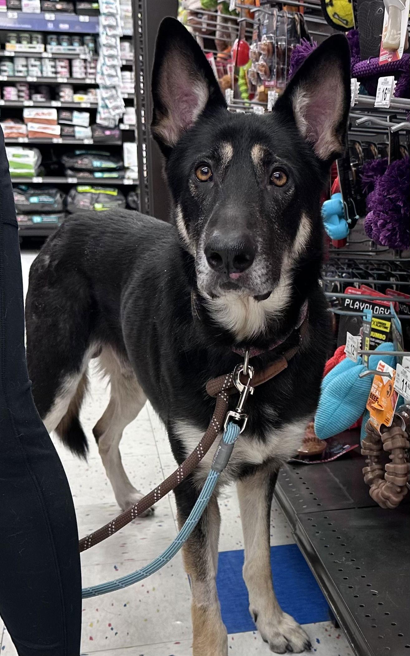 Enlarge Tyr - Foster To Adopt Available!, a Adoptable Shepherd in Hillside, IL image 3/3