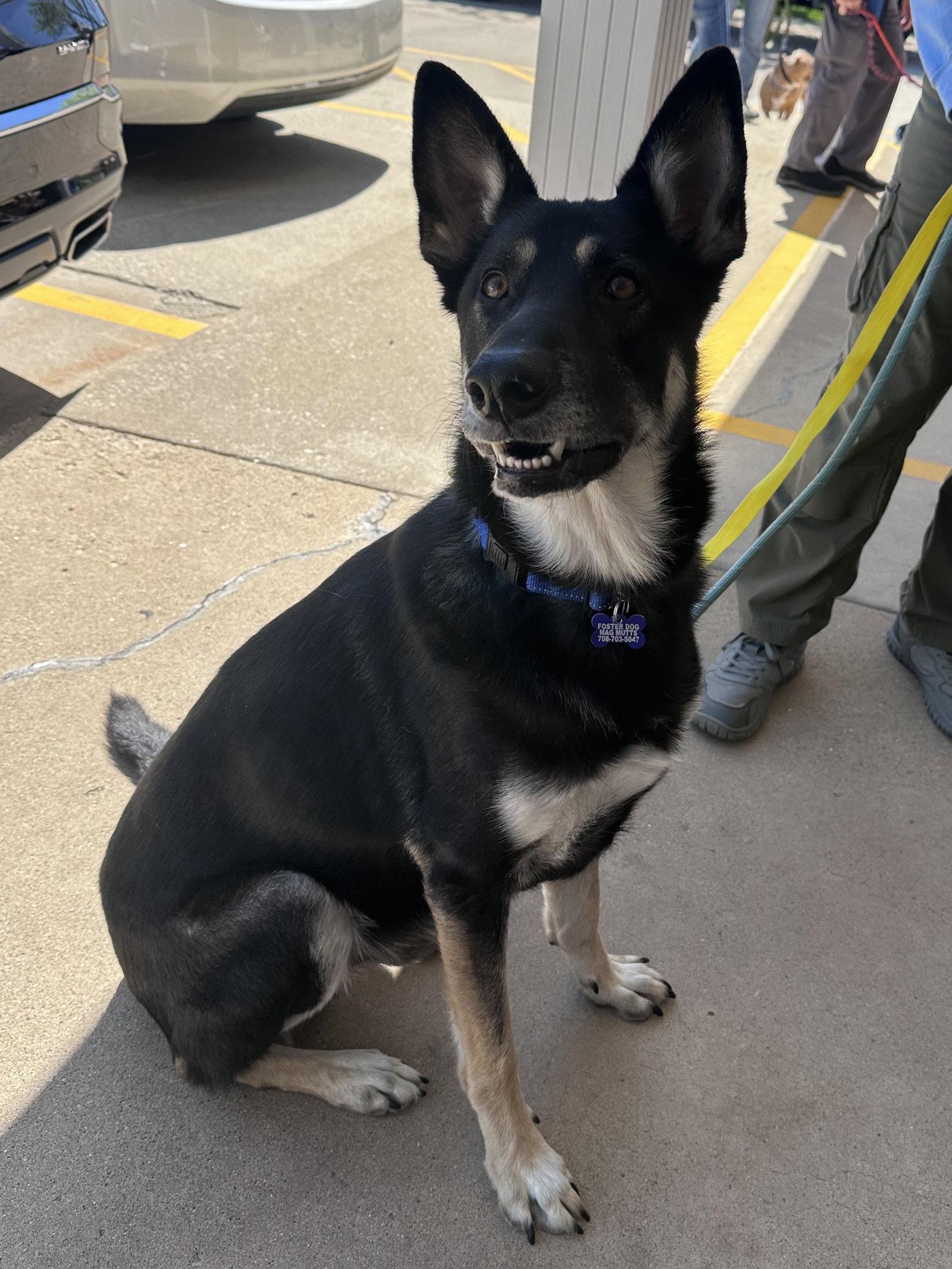 Tyr, a Adoptable Shepherd in Hillside, IL image 3/3