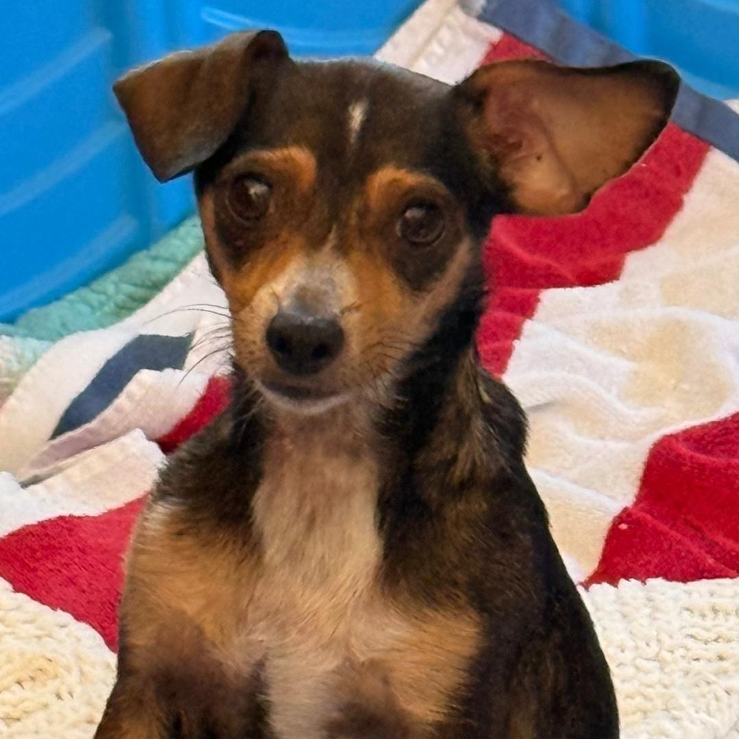 Bambi, ADOPTABLE, Adult Female Rat Terrier.