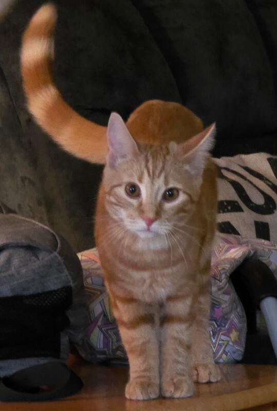 Aladdin, Adoptable, Young Male Tabby.