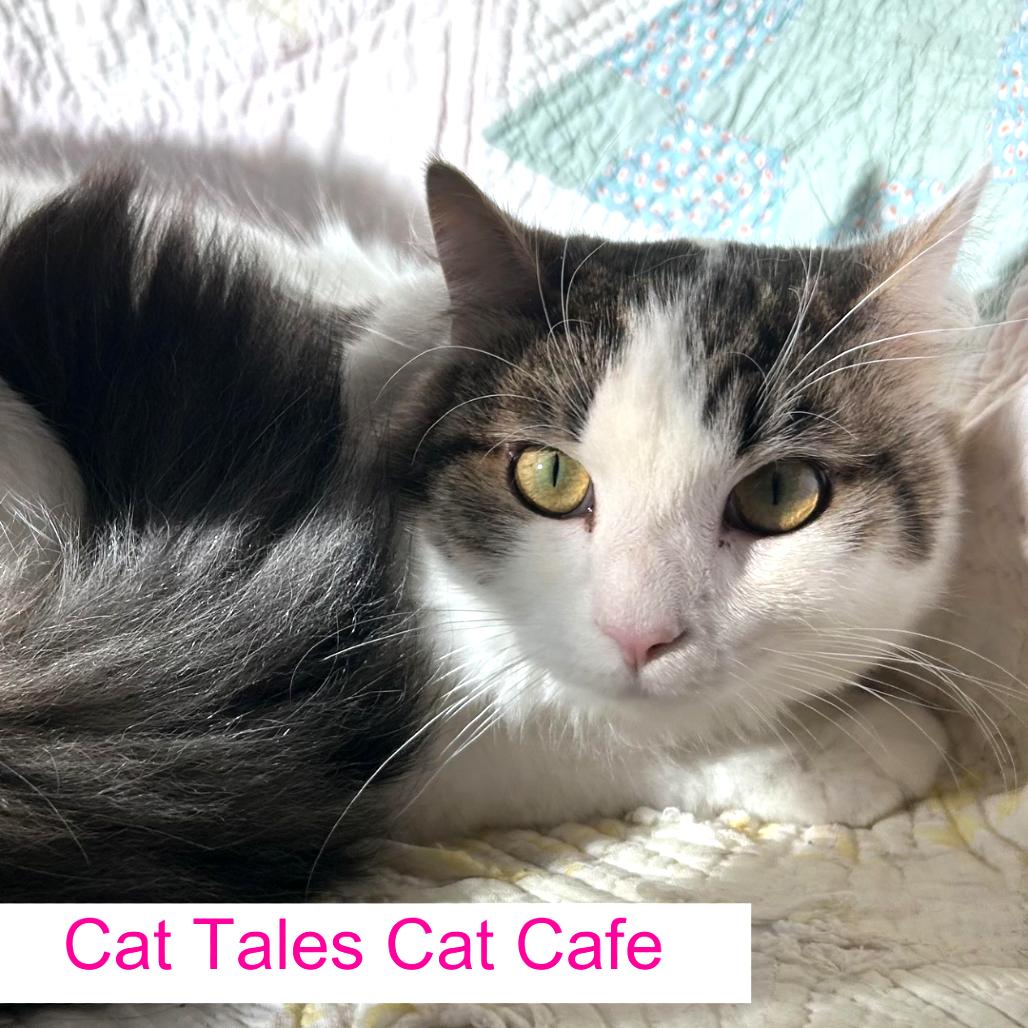 Salem, Adoptable, Young Male Domestic Medium Hair.