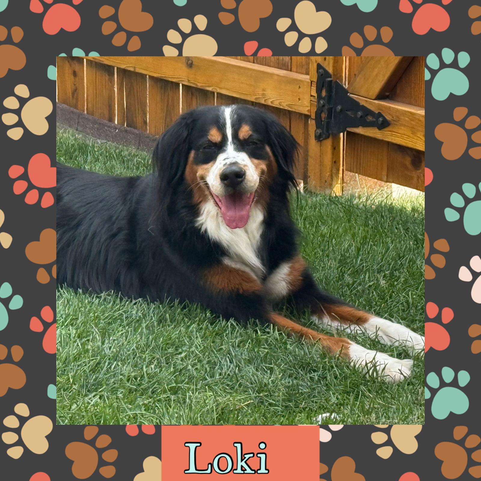Loki, Adopted, Young Male Bernese Mountain Dog.