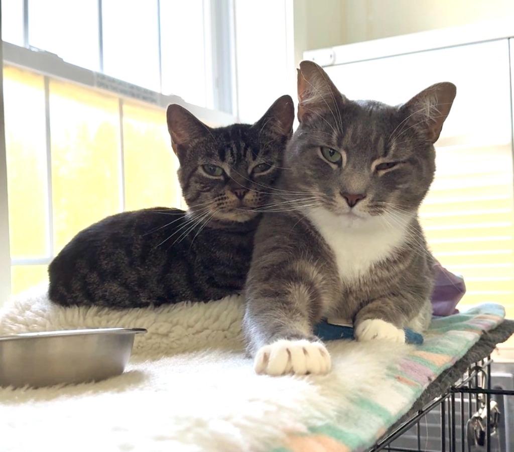 Gooseberry, Adoptable, Adult Female Domestic Short Hair.