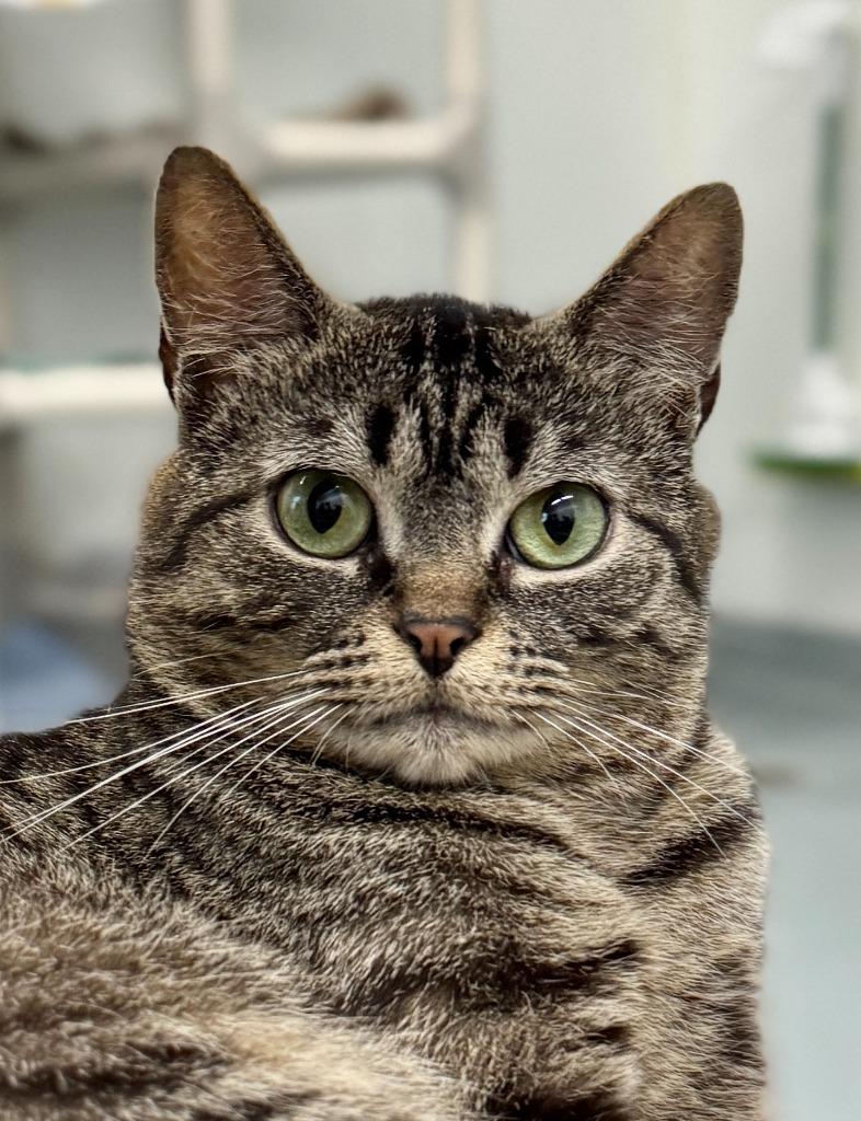 Enlarge Gooseberry, a Adoptable mixed breed in Cumberland, ME image 2/6