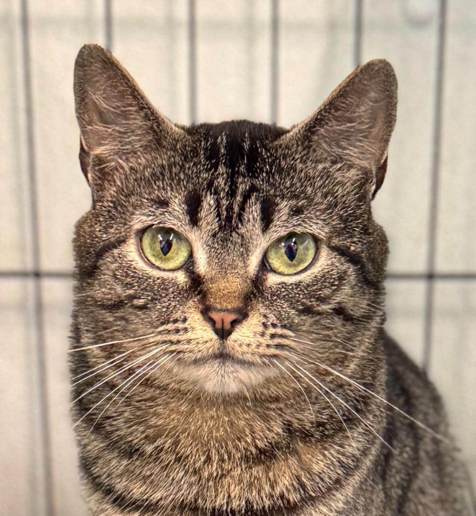 Enlarge Gooseberry, a Adoptable mixed breed in Cumberland, ME image 3/6