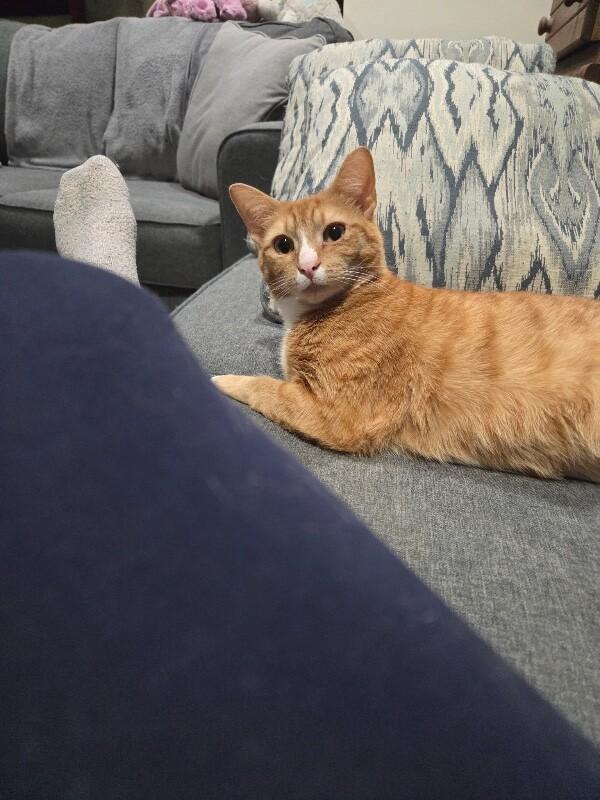 Enlarge Carmella, a Adoptable Domestic Short Hair in North Babylon, NY image 1/6