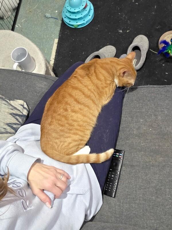 Enlarge Carmella, a Adoptable Domestic Short Hair in North Babylon, NY image 2/6