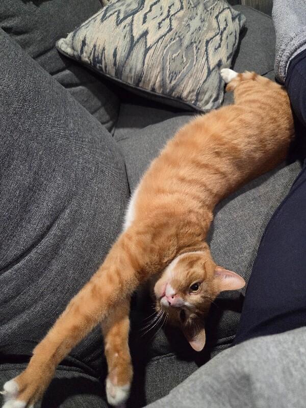 Carmella, Adoptable, Adult Female Domestic Short Hair.