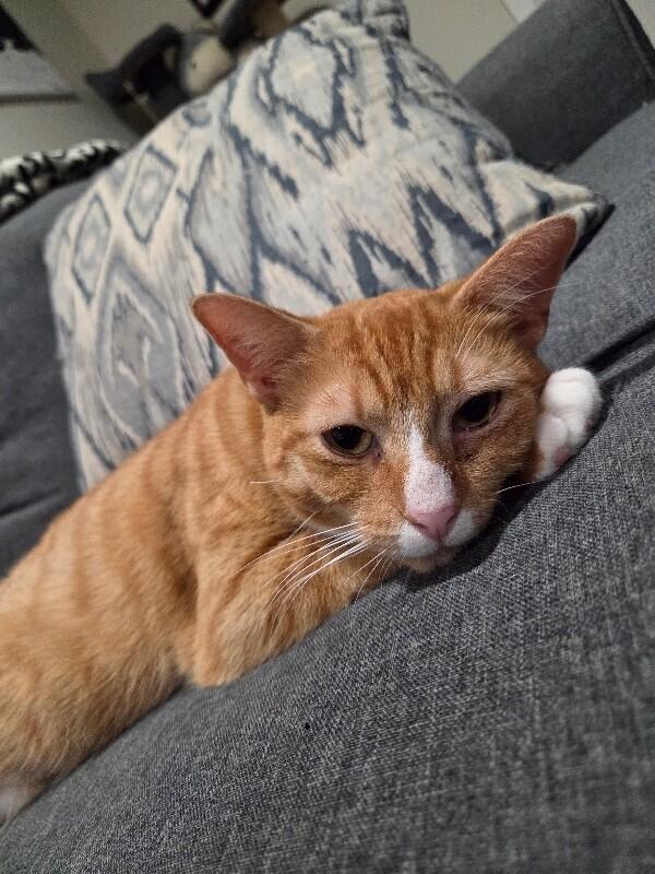 Enlarge Carmella, a Adoptable Domestic Short Hair in North Babylon, NY image 2/5