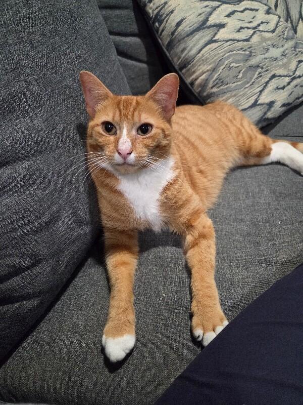 Enlarge Carmella, a Adoptable Domestic Short Hair in North Babylon, NY image 3/5