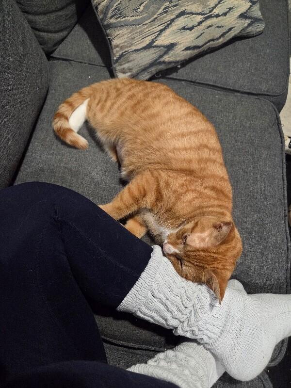 Enlarge Carmella, a Adoptable Domestic Short Hair in North Babylon, NY image 4/5