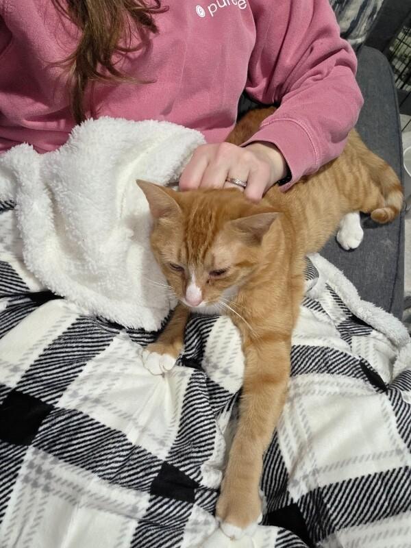 Enlarge Carmella, a Adoptable Domestic Short Hair in North Babylon, NY image 5/6