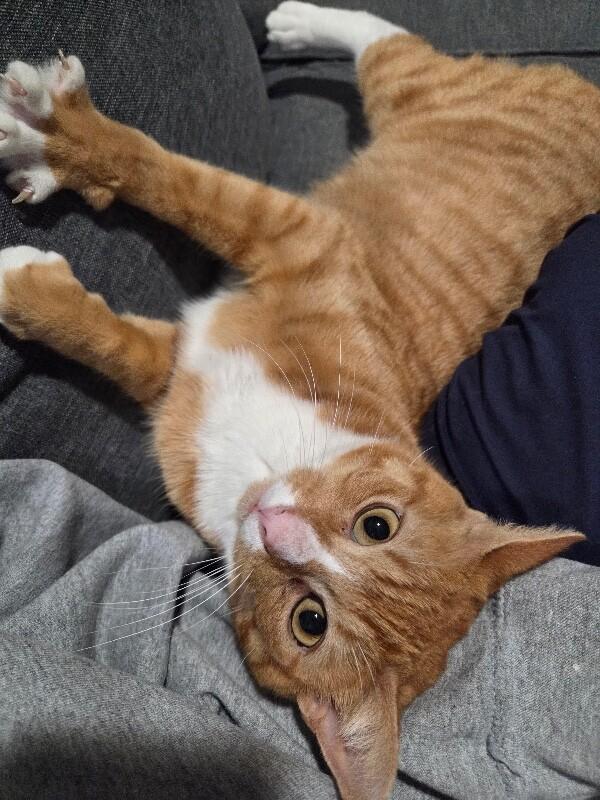 Enlarge Carmella, a Adoptable Domestic Short Hair in North Babylon, NY image 5/5