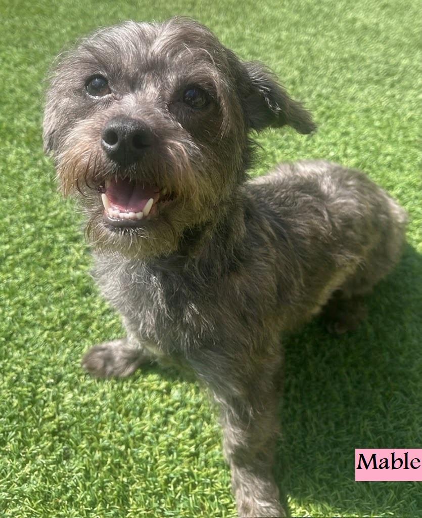 MABLE, adopted, Young Female Affenpinscher & Schnauzer.