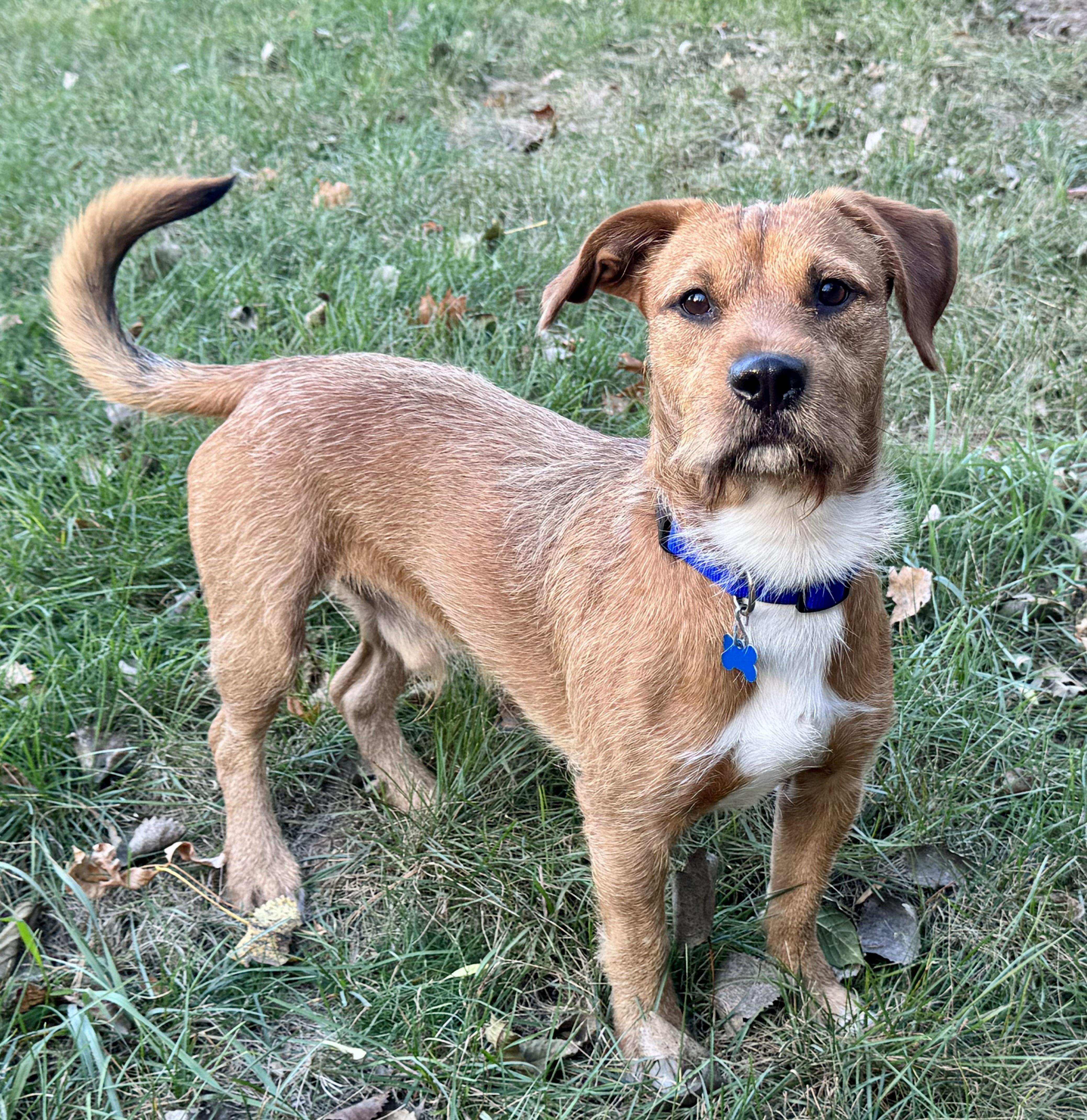 Enlarge Max, a ADOPTABLE mixed breed in Lisbon, IA image 1/6