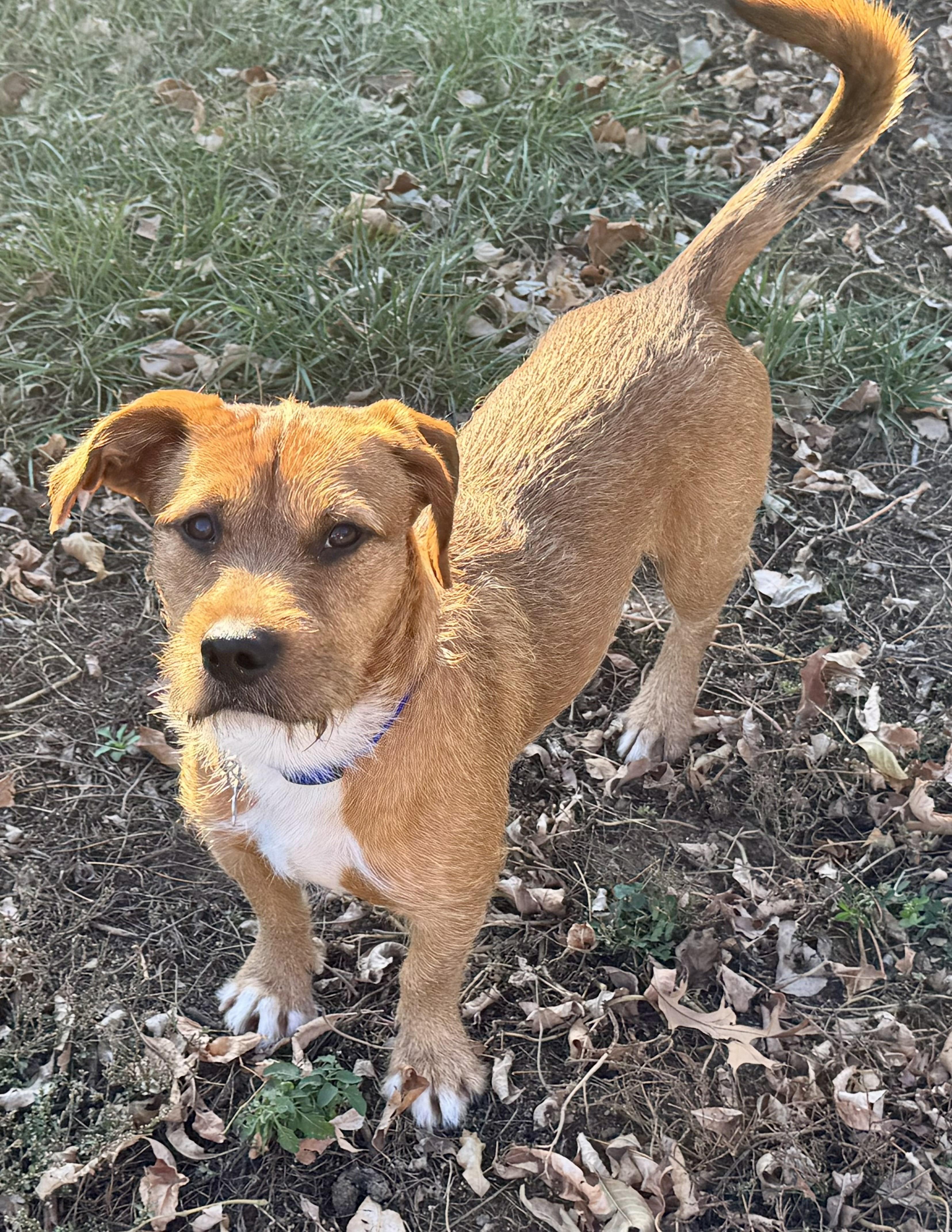 Enlarge Max, a ADOPTABLE mixed breed in Lisbon, IA image 2/6