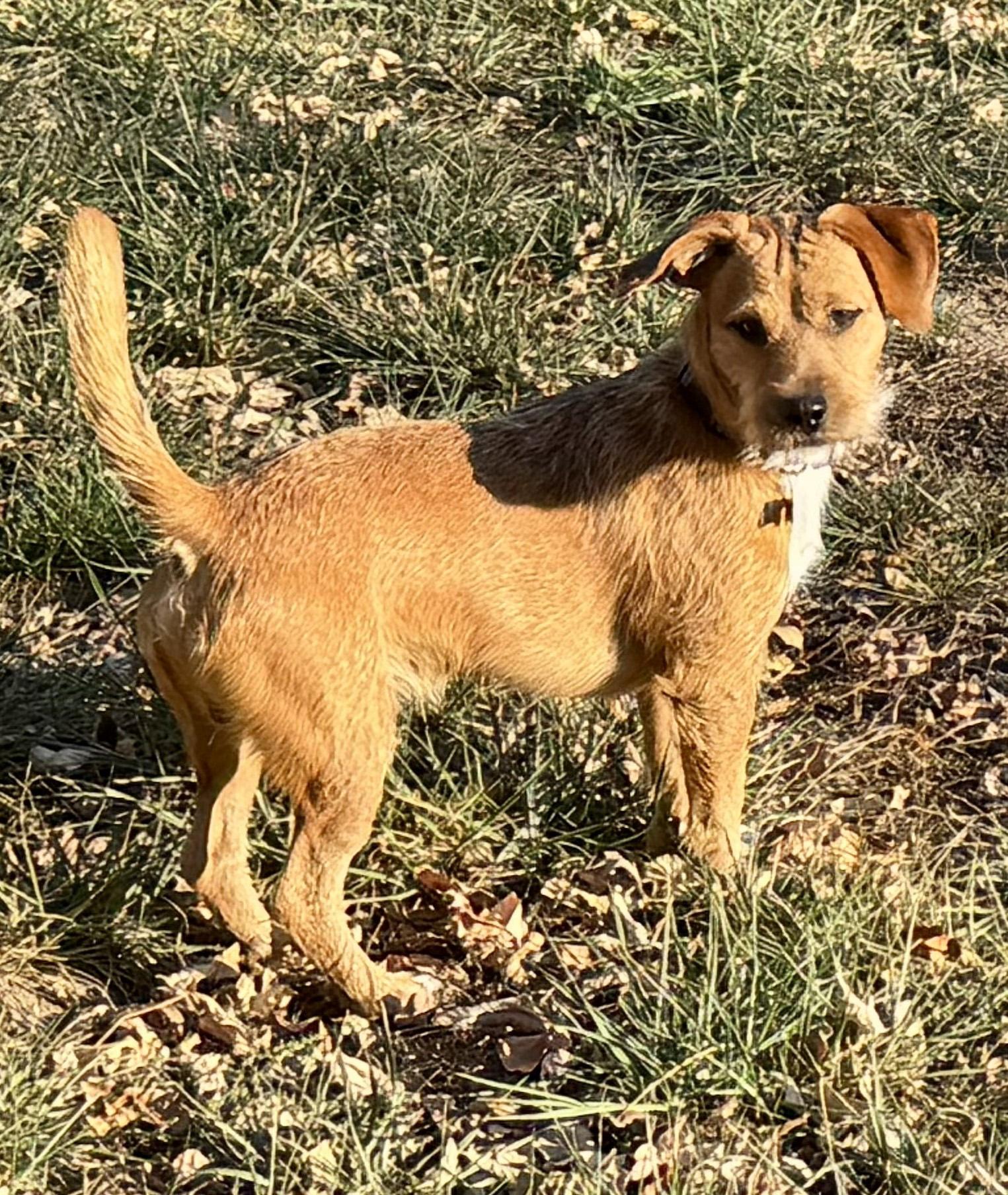 Enlarge Max, a ADOPTABLE mixed breed in Lisbon, IA image 6/6