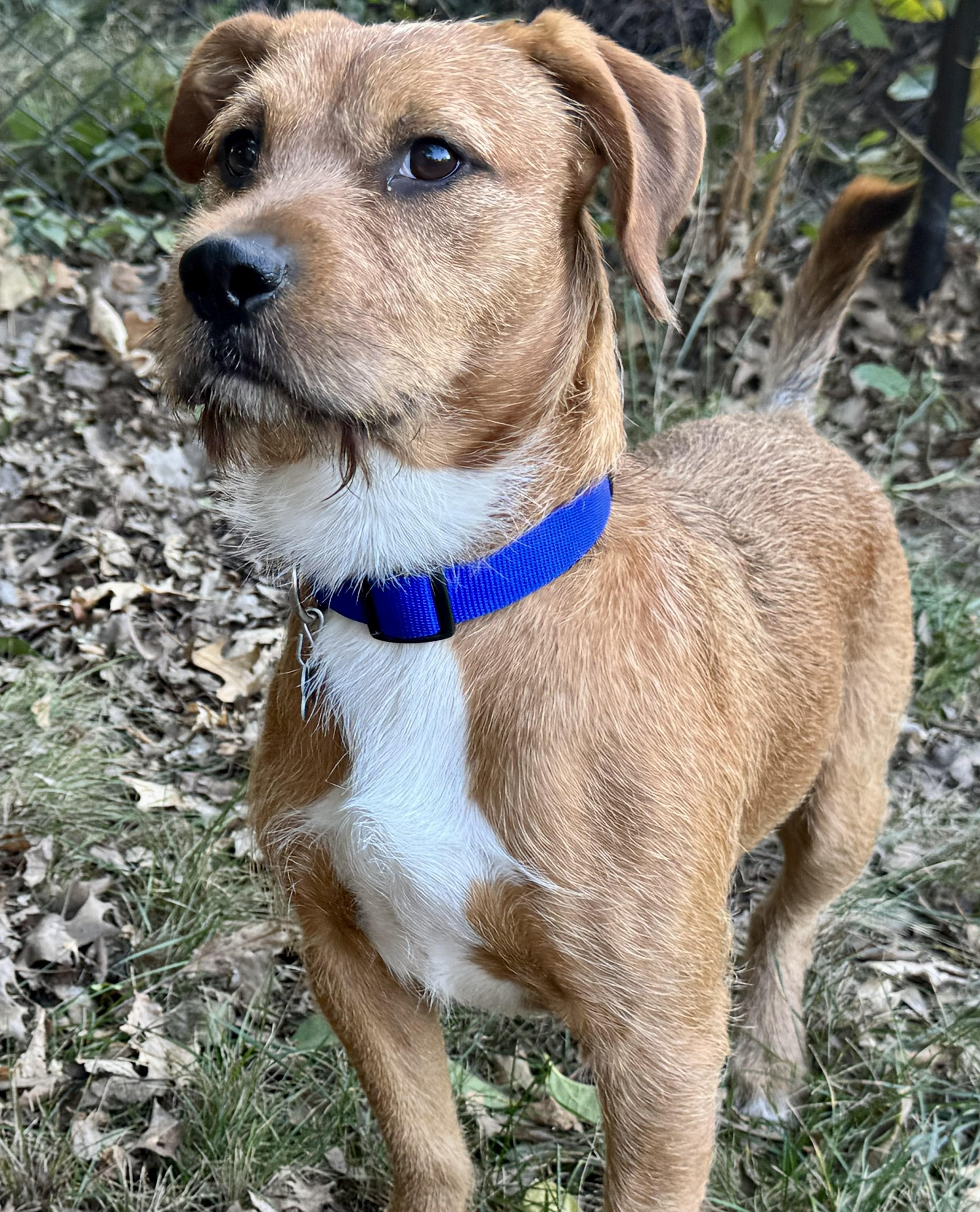 Enlarge Max, a ADOPTABLE mixed breed in Lisbon, IA image 3/6