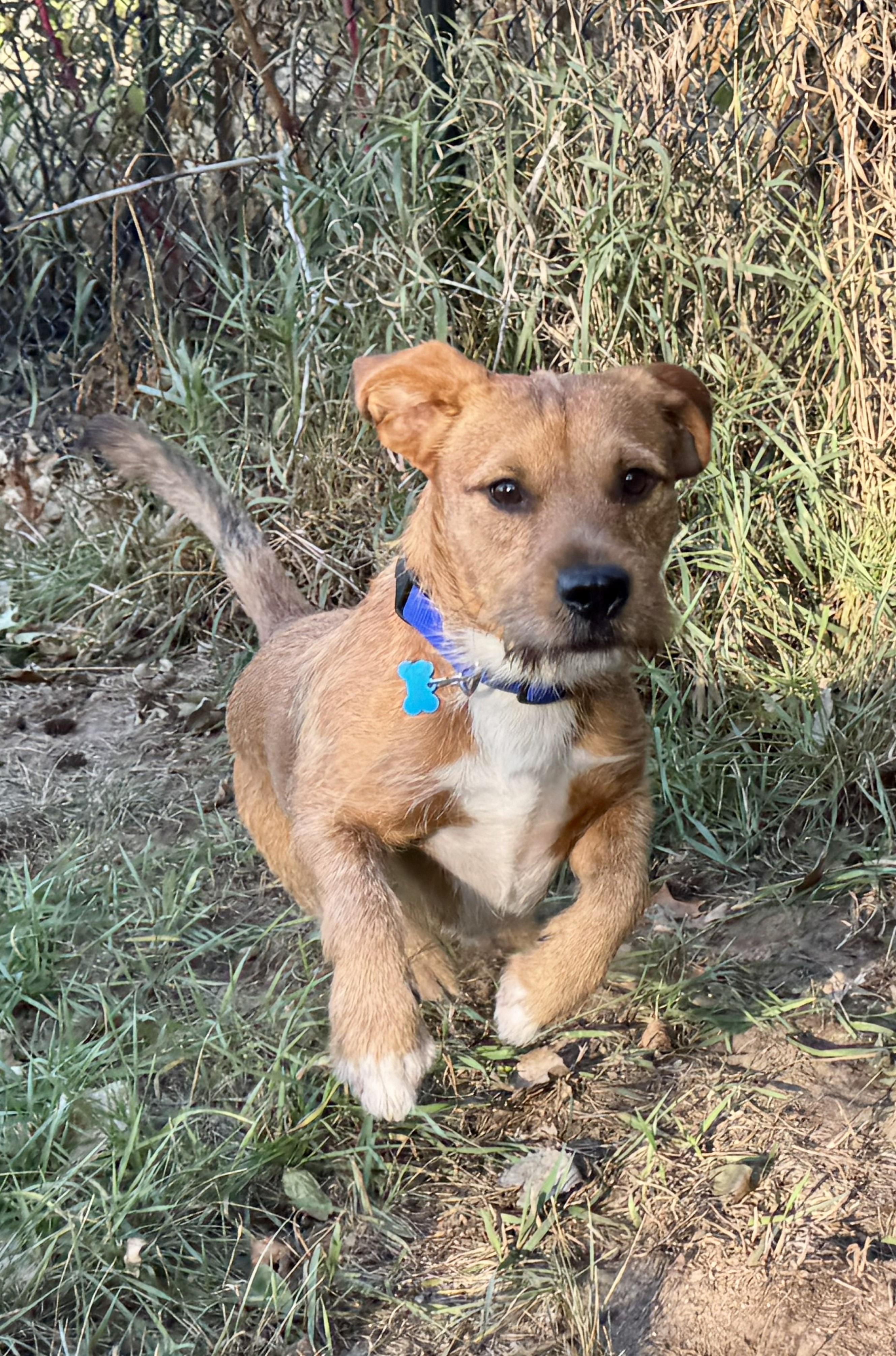 Enlarge Max, a ADOPTABLE mixed breed in Lisbon, IA image 4/6