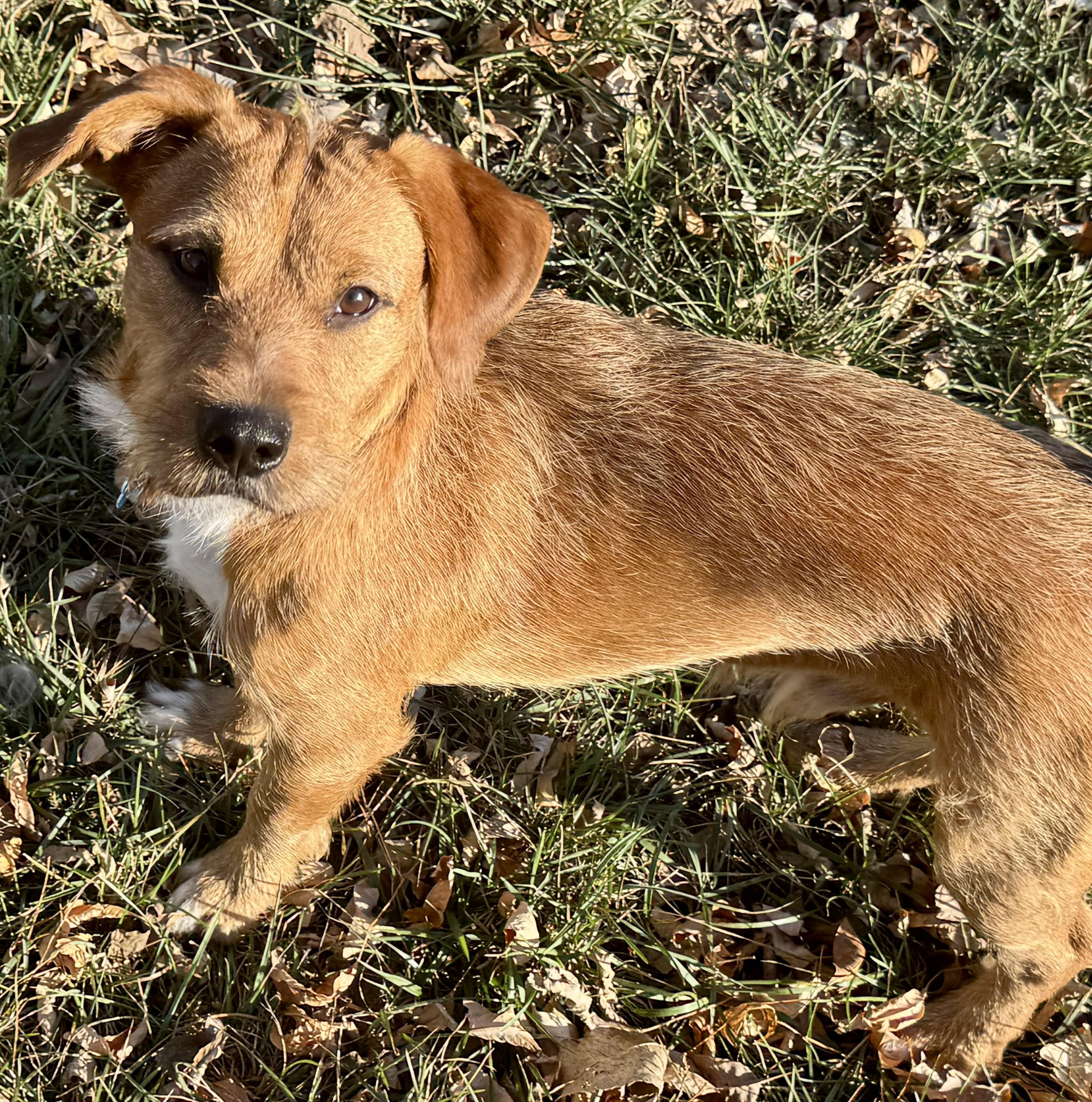 Enlarge Max, a ADOPTABLE mixed breed in Lisbon, IA image 5/6