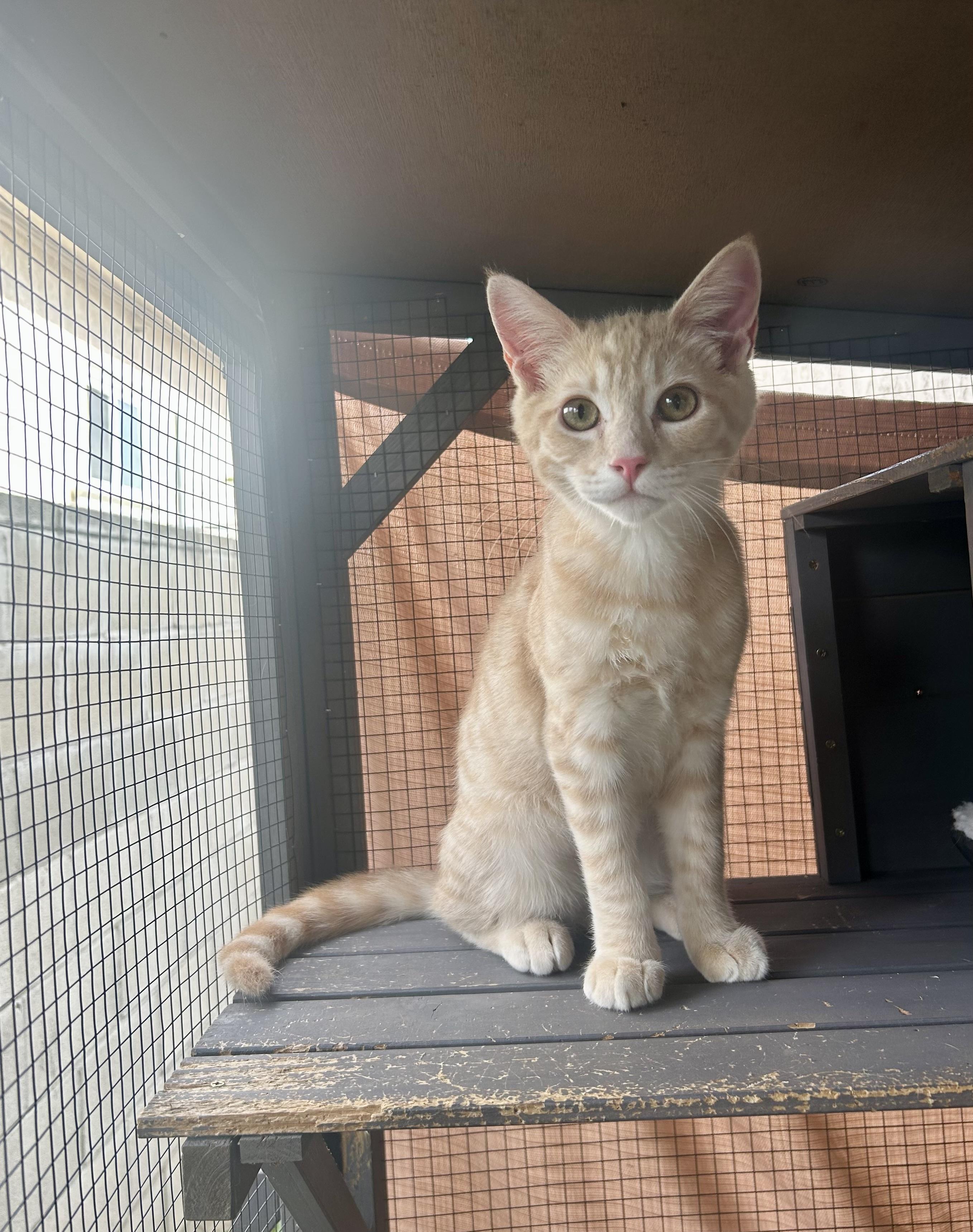 Enlarge Chip , a ADOPTABLE mixed breed in Monterey Park, CA image 3/3