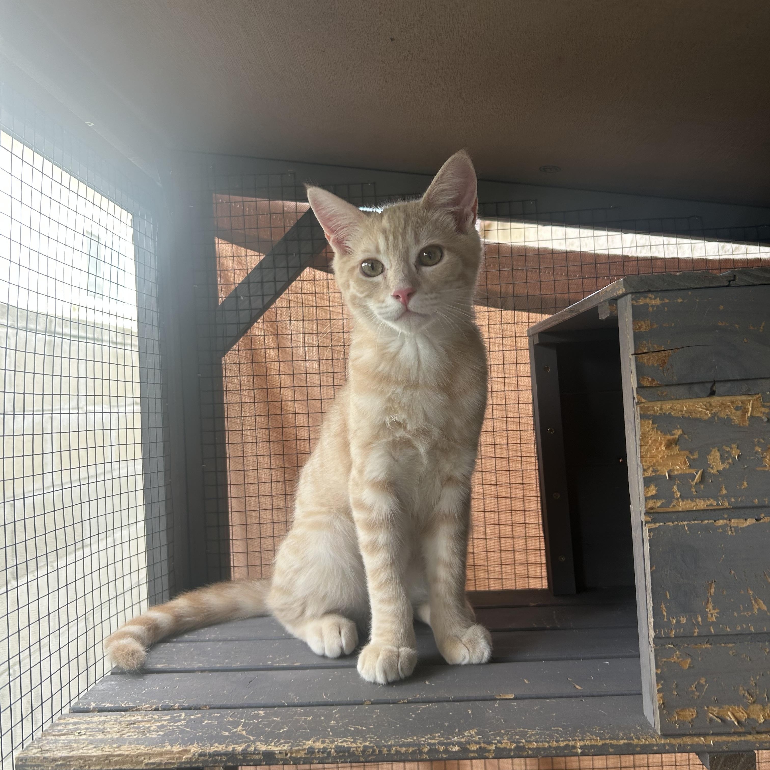 Enlarge Chip , a ADOPTABLE mixed breed in Monterey Park, CA image 1/3
