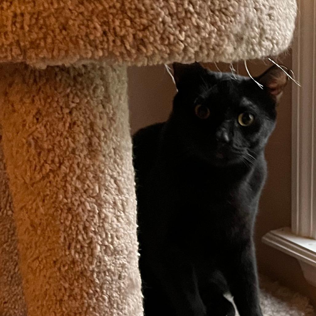 Bear, Adoptable, Adult Male Domestic Short Hair.