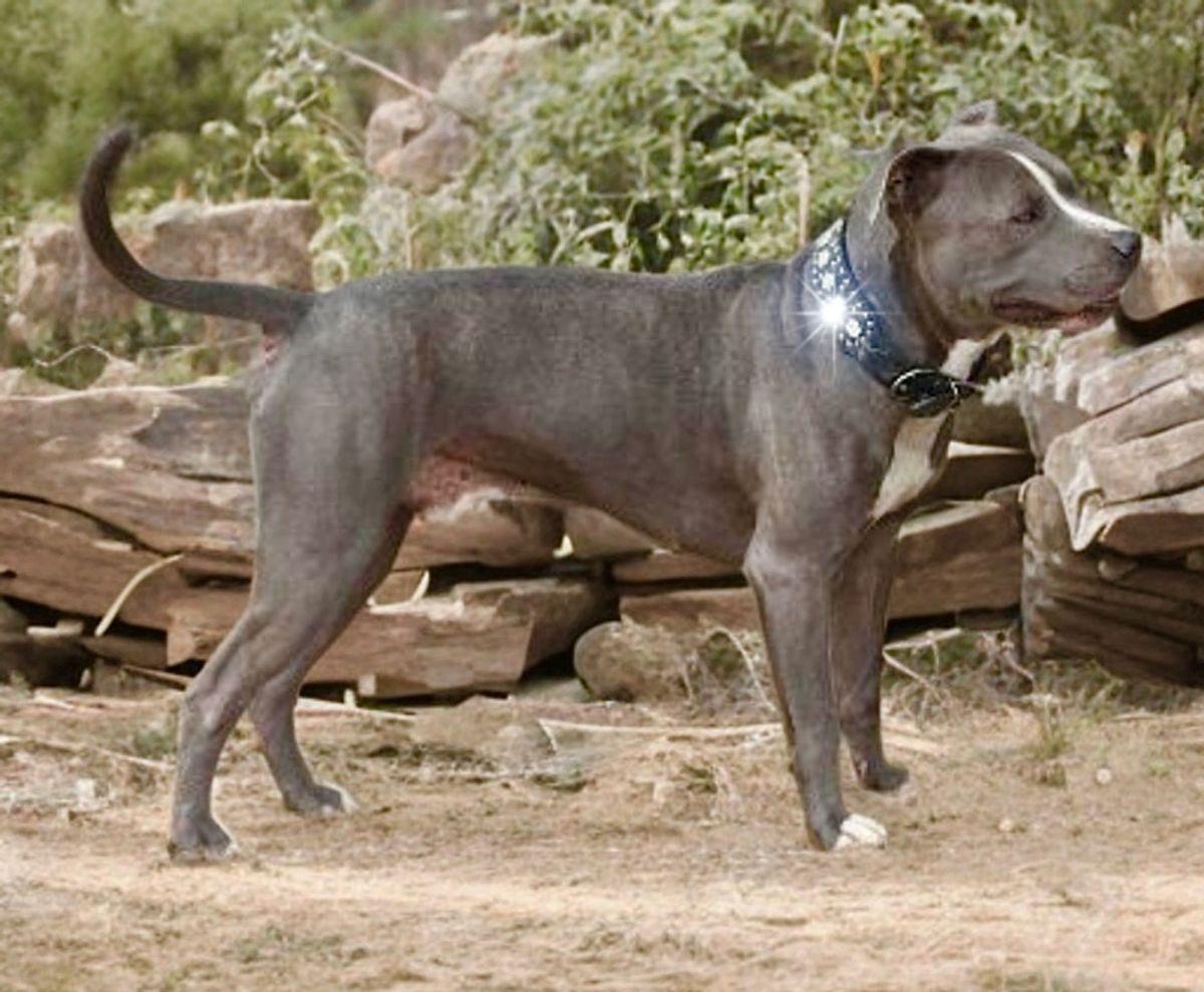 Cooker, Adoptable, Adult Male American Staffordshire Terrier.