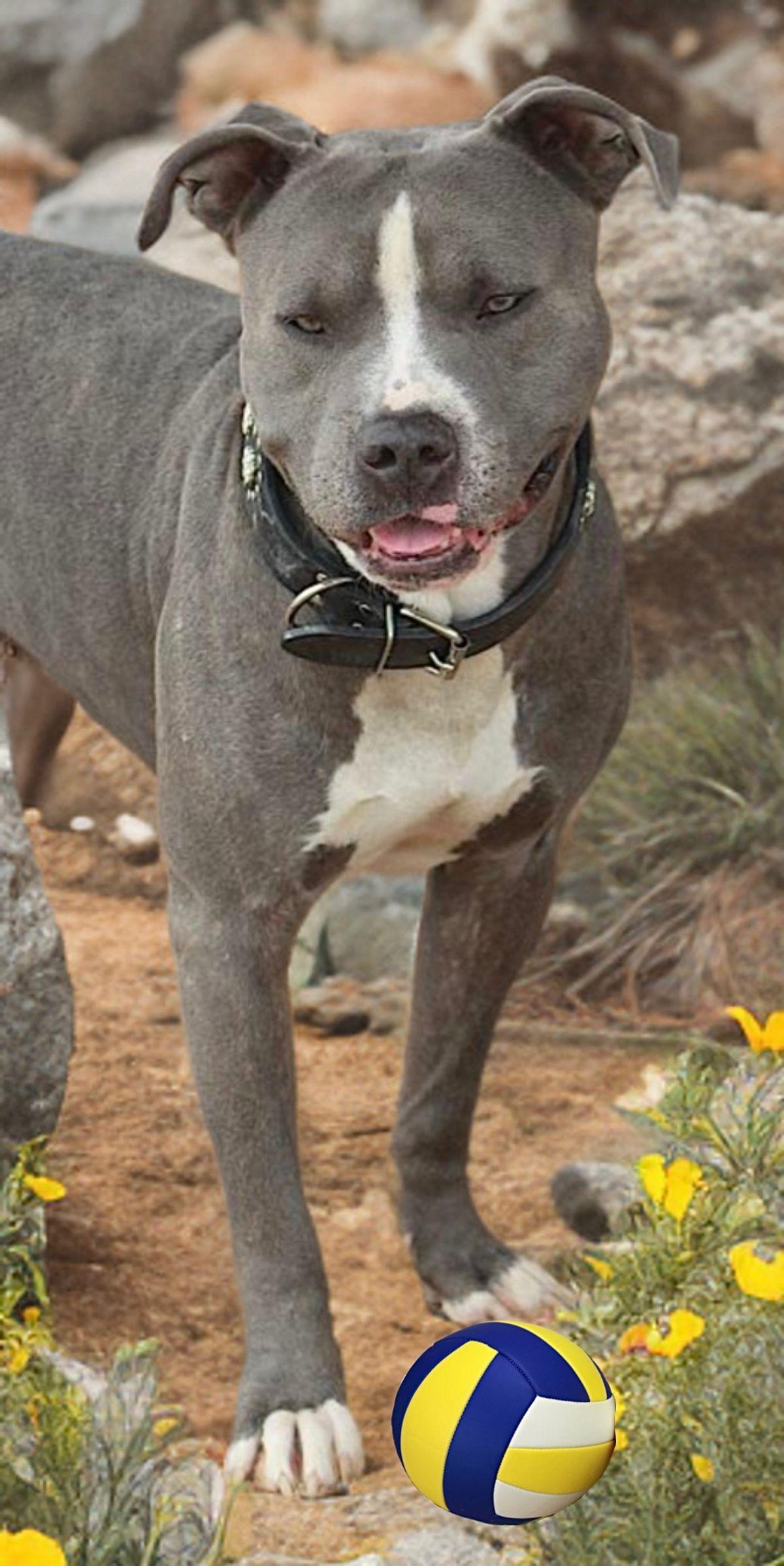 Enlarge Cooker, a Adoptable American Staffordshire Terrier in Kingman, AZ image 2/3