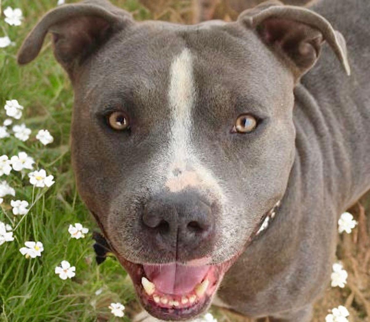 Enlarge Cooker, a Adoptable American Staffordshire Terrier in Kingman, AZ image 3/3