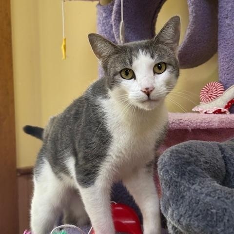 Enlarge Pepper, a Adopted Domestic Short Hair in Saranac Lake, NY image 1/3