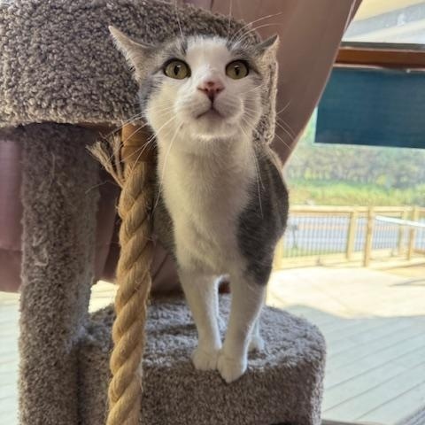 Enlarge Pepper, a Adopted Domestic Short Hair in Saranac Lake, NY image 3/3