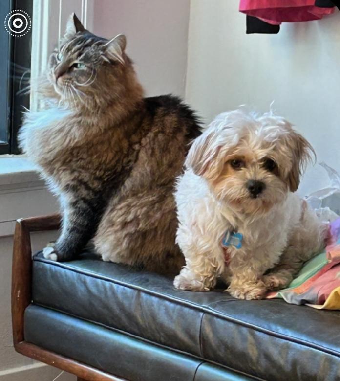 Enlarge Davey Pimento, an adoptable mixed breed in Los Angeles, CA image 4/5