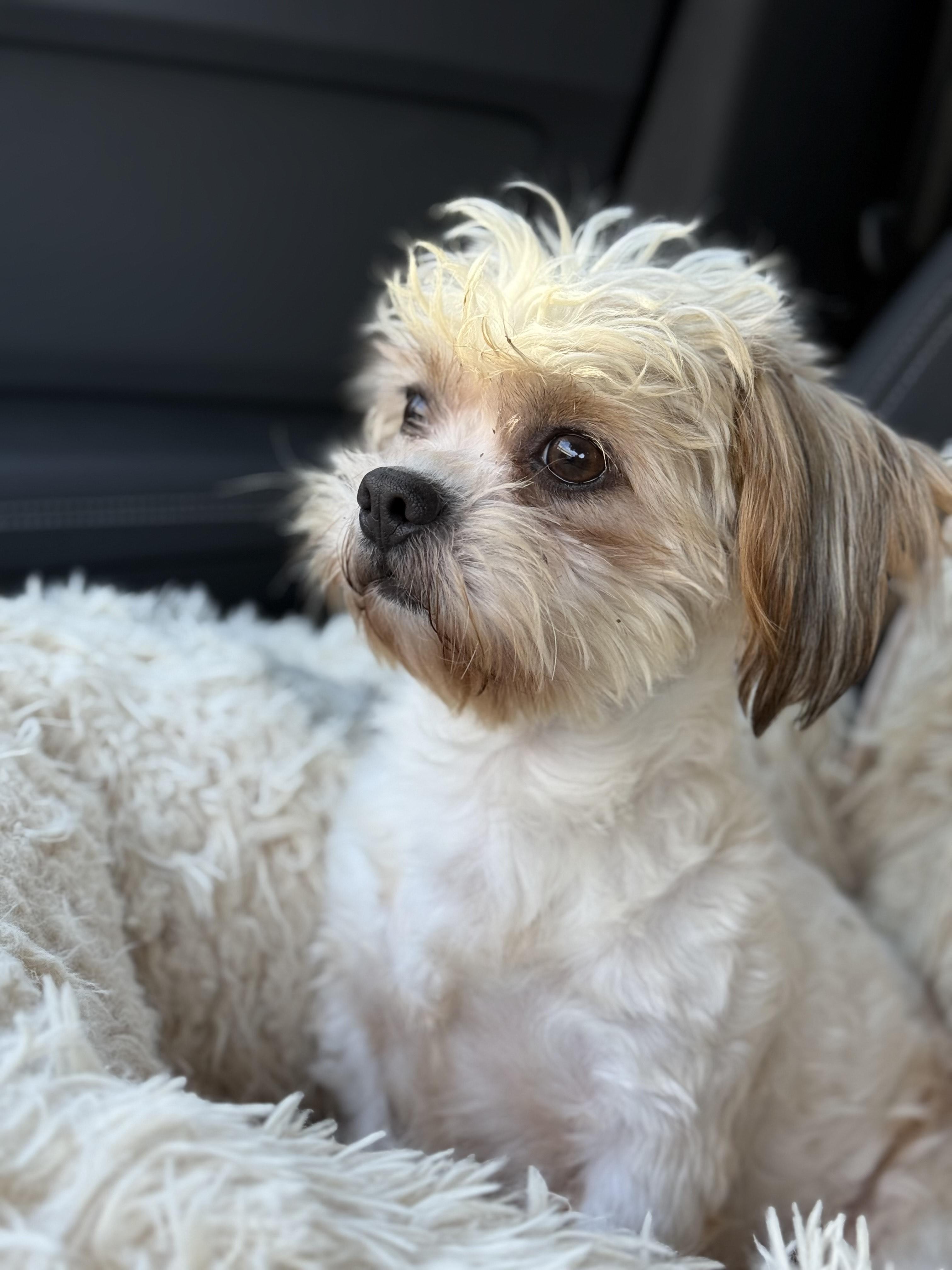 Enlarge Davey Pimento, a ADOPTABLE mixed breed in Los Angeles, CA image 3/4