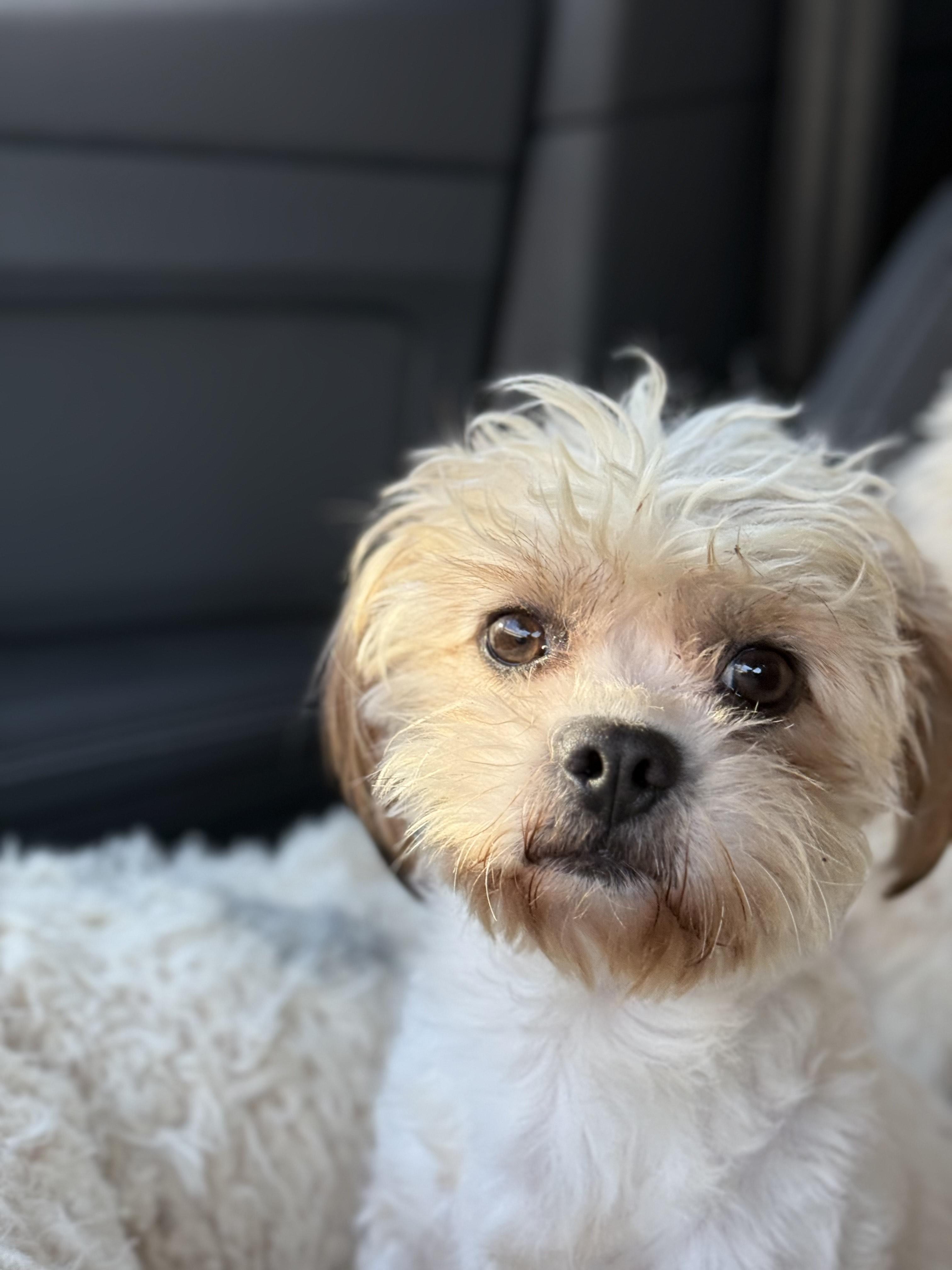 Enlarge Davey Pimento, a ADOPTABLE mixed breed in Los Angeles, CA image 4/4