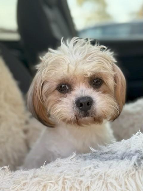 Enlarge Davey Pimento, a ADOPTABLE mixed breed in Los Angeles, CA image 1/4