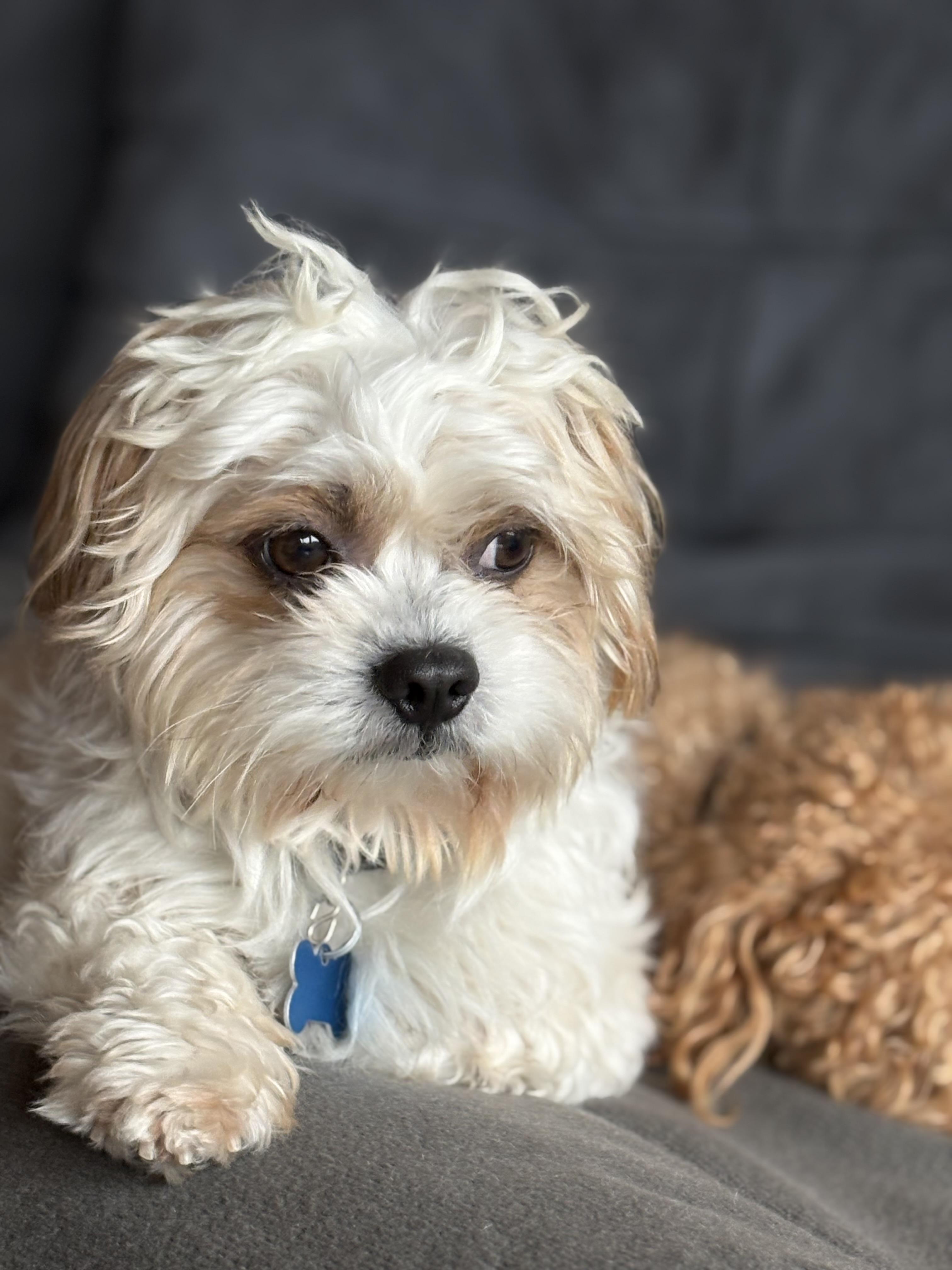 Davey Pimento, adoptable, Young Male Maltese & Miniature Poodle.