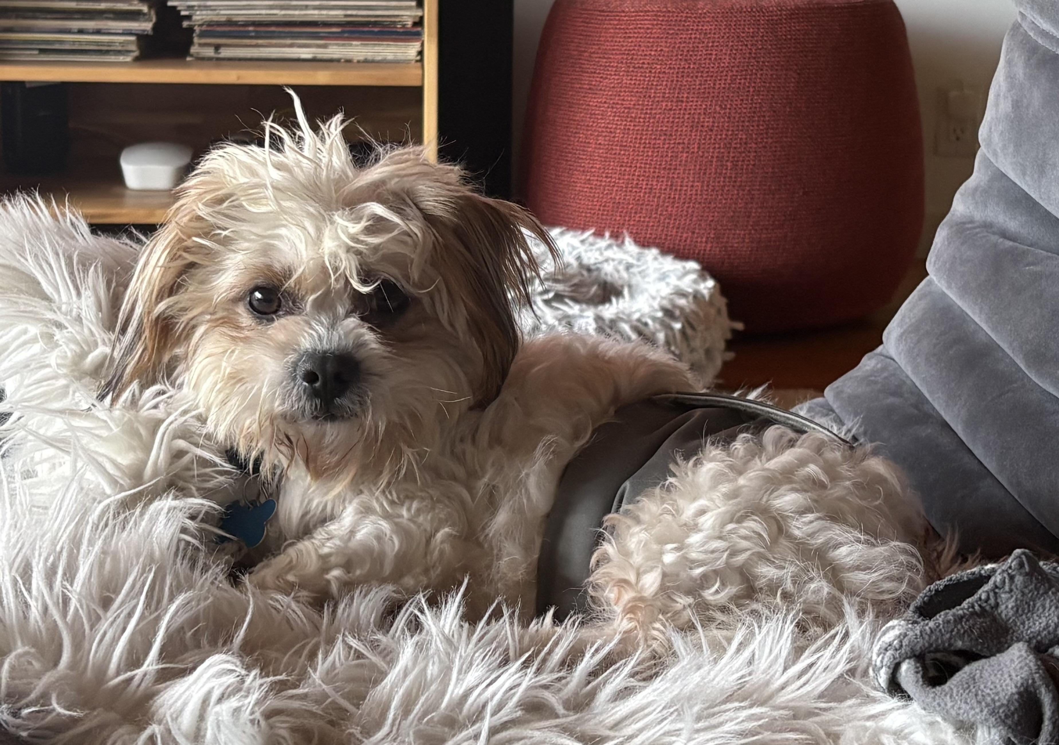 Enlarge Davey Pimento, an adoptable mixed breed in Los Angeles, CA image 2/5